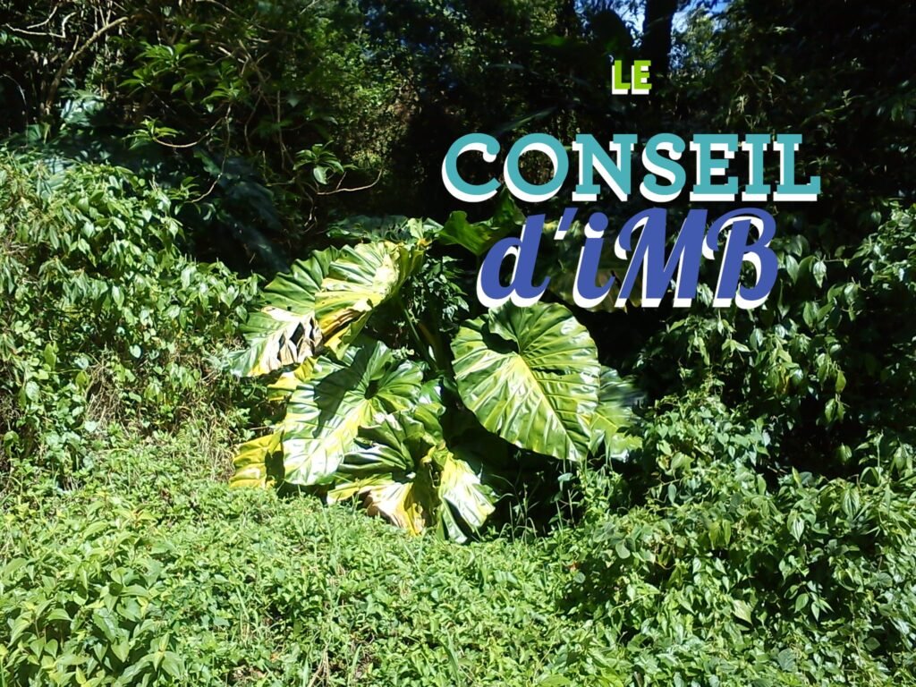 la dératisation en Guadeloupe