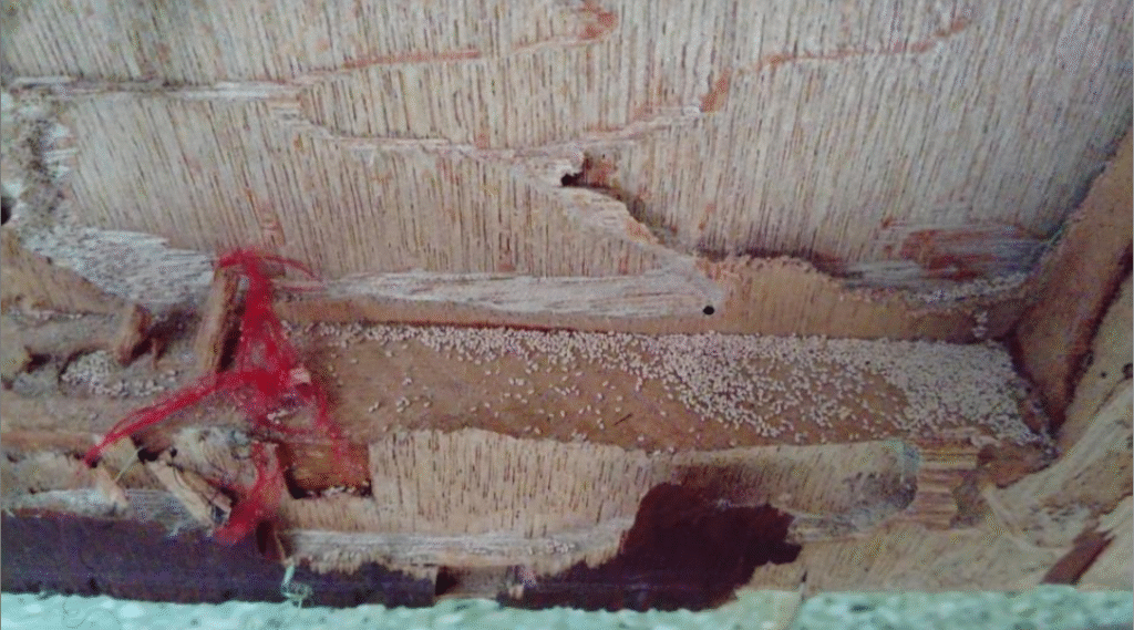 traitement termites en Guadeloupe