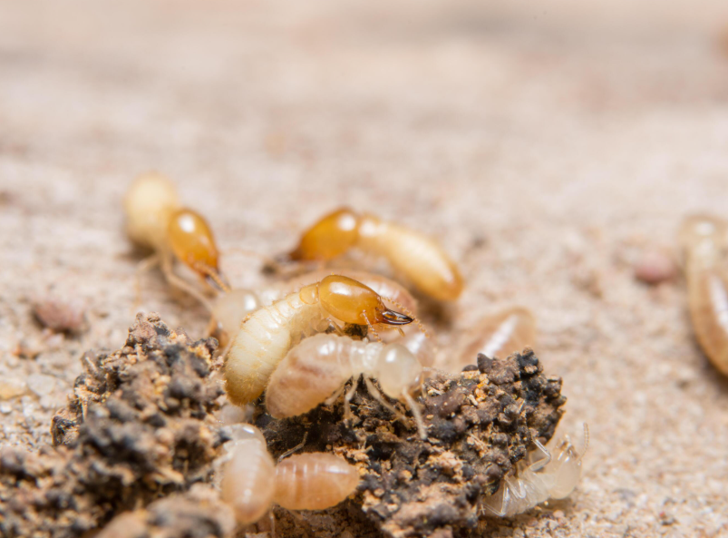 traitement termites en Guadeloupe