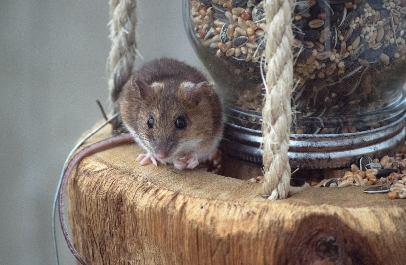 la dératisation en Guadeloupe