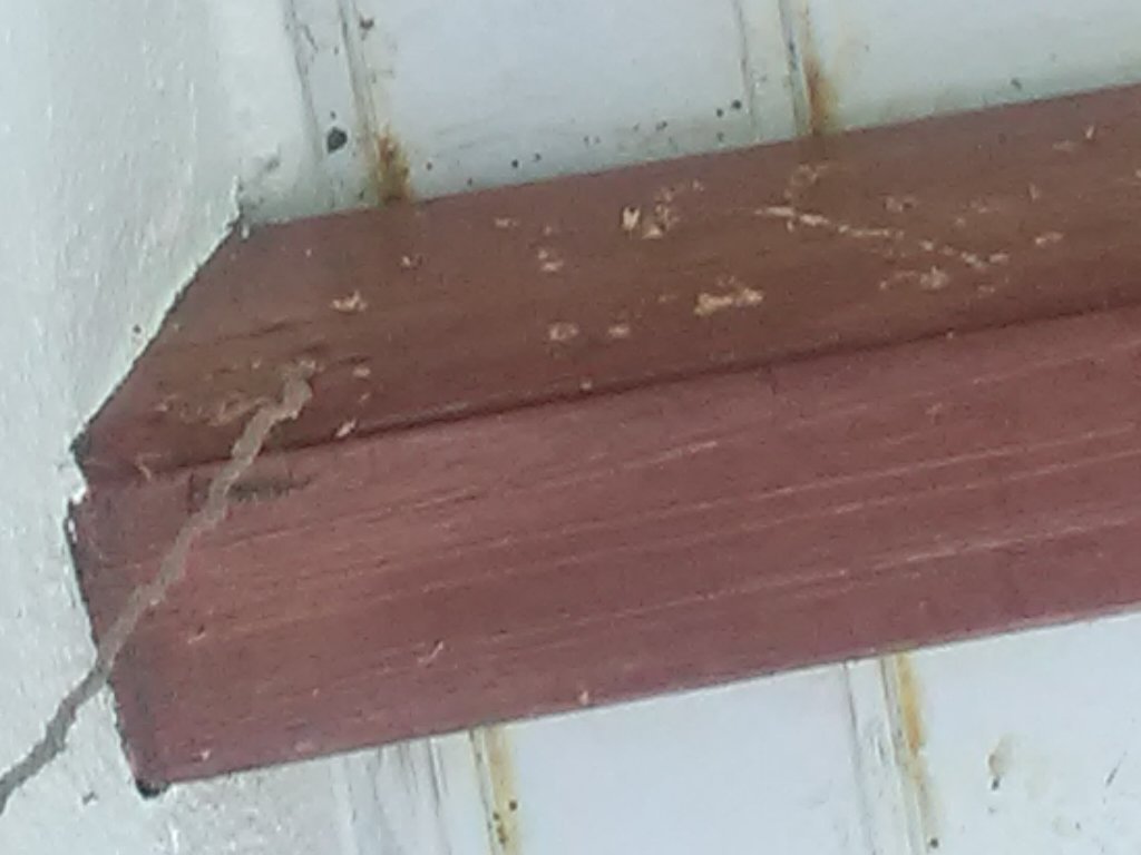 traitement termites en Guadeloupe