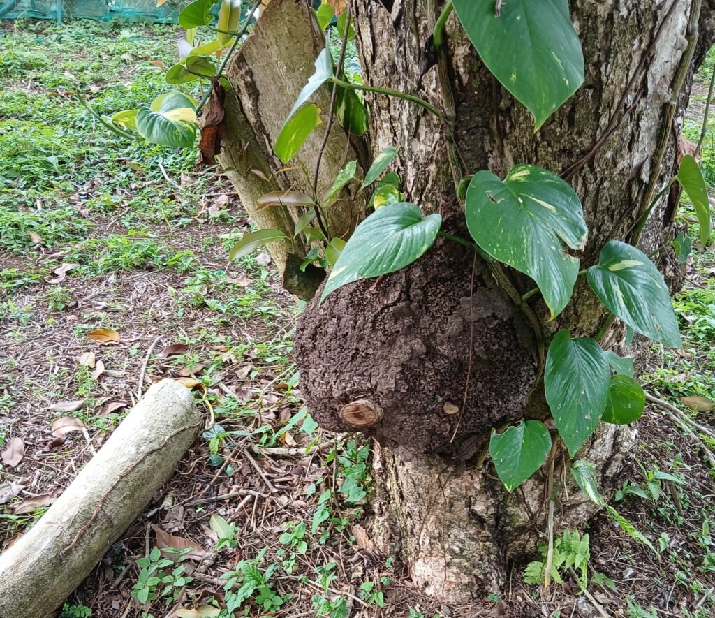 traitement termites en Guadeloupe