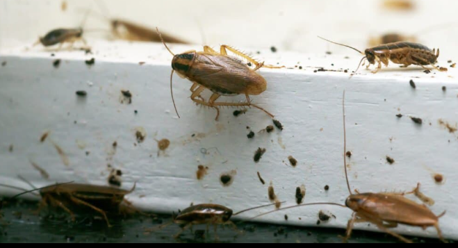 désinsectisation en Guadeloupe